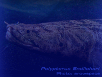 Species Image