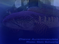 Species Image