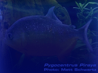 Species Image