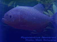 Species Image