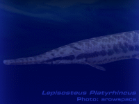 Species Image