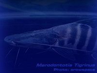 Species Image