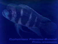 Species Image