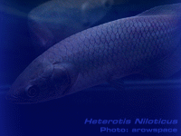 Species Image