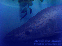 Species Image