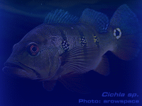Species Image