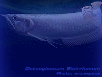 Species Image