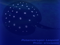 Species Image
