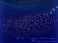 Species Image