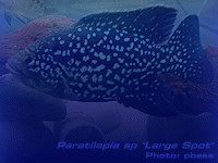 Species Image