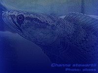 Species Image