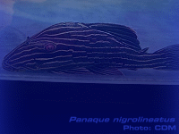 Species Image