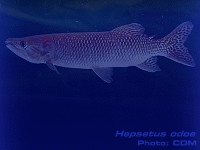 Species Image