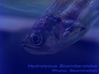 Species Image