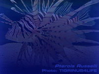 Species Image
