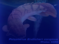 Species Image