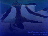 Species Image