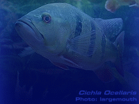 Species Image