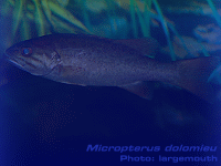 Species Image