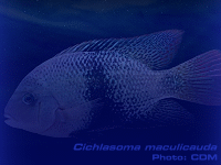 Species Image