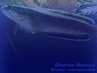 Species Image