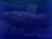 Species Image