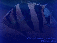 Species Image