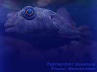Species Image