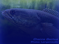 Species Image