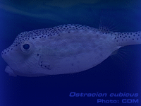 Species Image