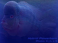 Species Image