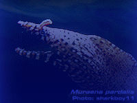 Species Image