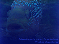 Species Image
