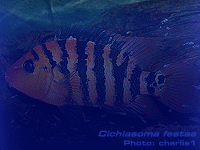 Species Image