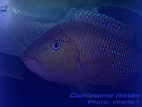 Species Image