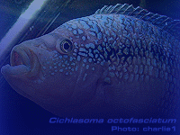 Species Image