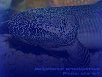 Species Image