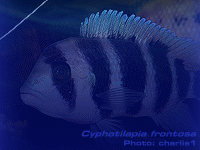 Species Image