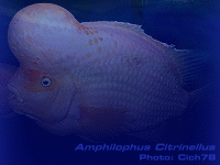 Species Image