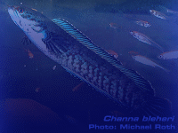 Species Image