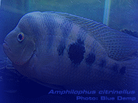 Species Image