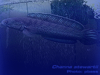 Species Image
