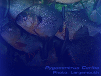 Species Image