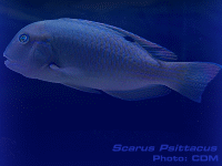 Species Image