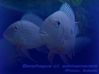 Species Image