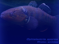 Species Image