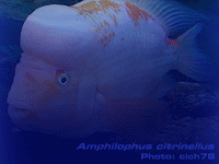Species Image